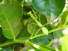 Stagmomantis limbata