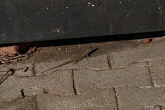 Podarcis muralis maculiventris