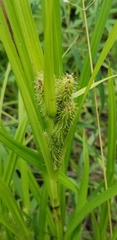 Carex frankii