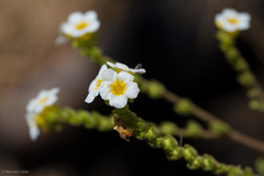 Phacelia brachyloba