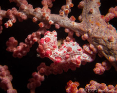 Hippocampus bargibanti