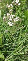 Achillea millefolium
