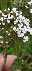 Achillea millefolium