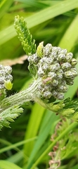 Achillea millefolium