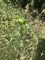 Torilis arvensis