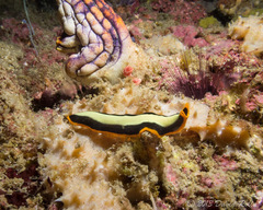 Pseudoceros dimidiatus