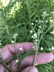 Parthenium hysterophorus