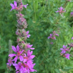 Lythrum salicaria