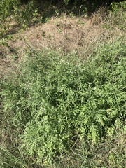 Parthenium hysterophorus