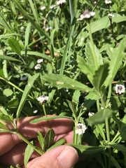 Phyla nodiflora