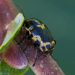 Cryptocephalus castaneus