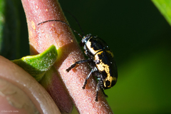 Cryptocephalus castaneus