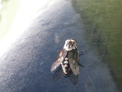 Tabanus trimaculatus