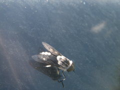 Tabanus trimaculatus