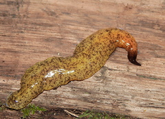 Pseudogeoplana