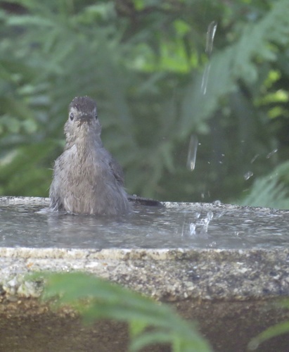 Gray Catbird photographed in New Jersey