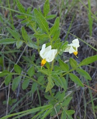 Solanum jamesii