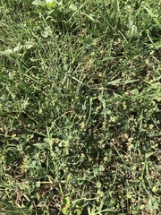 Medicago lupulina