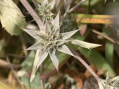Eryngium armatum