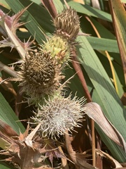 Cirsium quercetorum