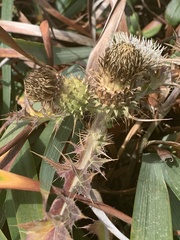 Cirsium quercetorum