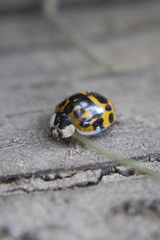 Harmonia axyridis