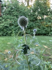 Echinops ritro