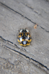 Harmonia axyridis