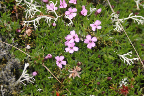 silenka bezbyľová (Silene acaulis)