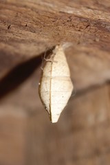Lepidoptera