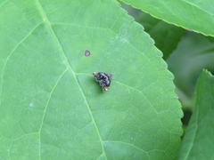 Prochoreutis inflatella