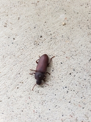 Tenebrio obscurus