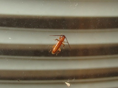 Smodicum cucujiforme