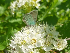 Callophrys dumetorum