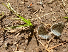 Euphilotes columbiae