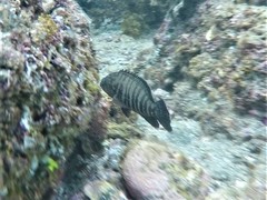 Cephalopholis panamensis