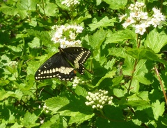 Papilio indra