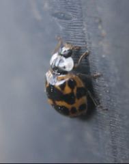 Harmonia axyridis