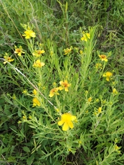 Hypericum kalmianum