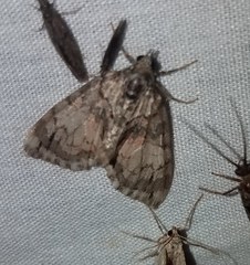 Hydriomena perfracta