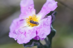 Acmaeoderella