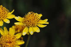 Arnica chamissonis