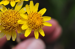 Arnica chamissonis