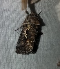 Syngrapha alias