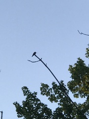 Archilochus colubris