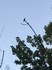 Archilochus colubris