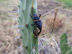 Cactophagus spinolae