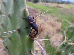 Cactophagus spinolae