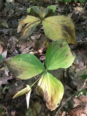 Trillium grandiflorum