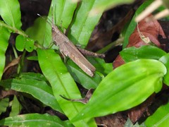 Phlaeoba antennata